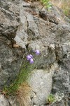 Scotch Bluebells in crack of rock cliff