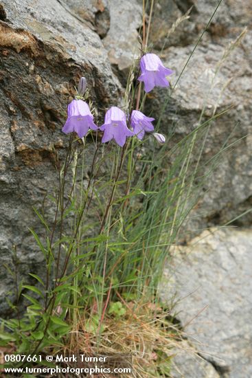 Campanula rotundifolia