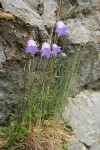 Scotch Bluebells