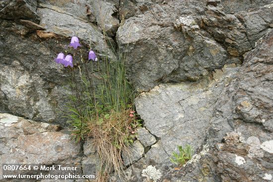 Campanula rotundifolia