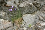 Scotch Bluebells in crack of rock cliff