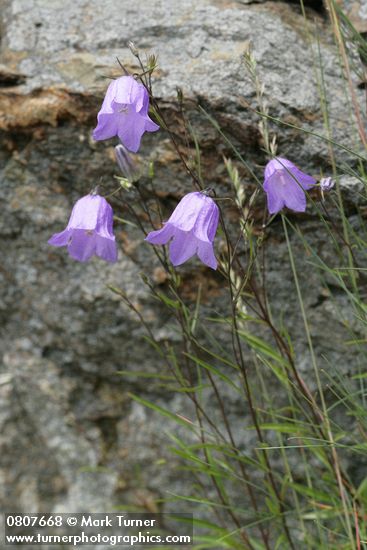 Campanula rotundifolia