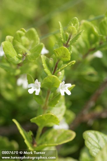 Clinopodium douglasii (Satureja douglasii)