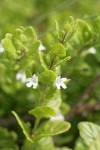 Yerba Buena blossoms & foliage