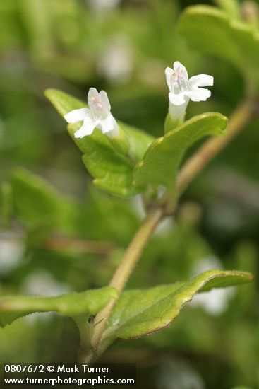 Clinopodium douglasii (Satureja douglasii)