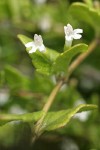 Yerba Buena blossoms & foliage