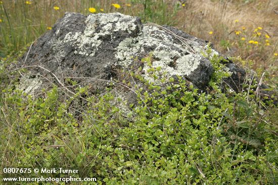 Clinopodium douglasii (Satureja douglasii)