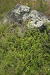 Yerba Buena clambering onto lichen-covered rock