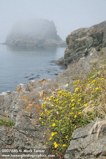 Grindelia integrifolia