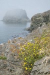 Puget Sound Gumweed on rocky coastal bluff w/ Castle Island in fog bkgnd