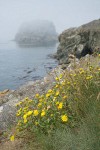 Puget Sound Gumweed on rocky coastal bluff w/ Castle Island in fog bkgnd