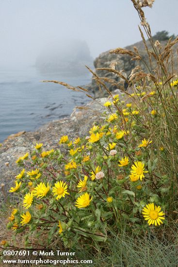 Grindelia integrifolia