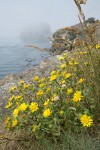 Puget Sound Gumweed on rocky coastal bluff w/ Castle Island in fog bkgnd