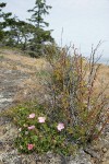Stunted Nootka Rose on dry rocky coastal bluff