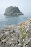 Puget Sound Gumweed on rocky coastal bluff w/ Castle Island bkgnd