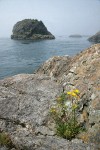 Puget Sound Gumweed on rocky coastal bluff w/ Castle Island bkgnd