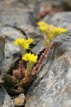 Lanceleaf Stonecrop in rock crevice