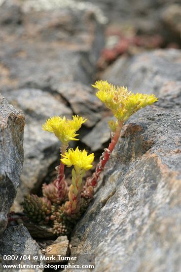 Sedum lanceolatum