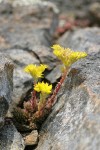 Lanceleaf Stonecrop in rock crevice