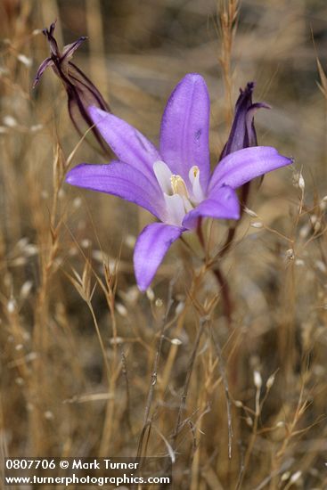 Brodiaea coronaria