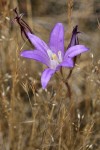 Harvest Brodiaea blossom