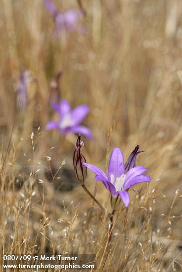 Brodiaea coronaria