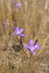 Harvest Brodiaea among dry grasses