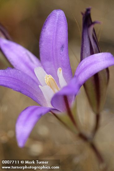 Brodiaea coronaria