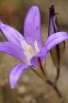 Harvest Brodiaea blossom detail