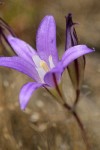 Harvest Brodiaea blossom