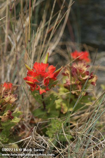 Castilleja hispida