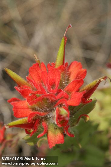 Castilleja hispida