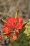 Harsh Paintbrush bracts & blossoms detail