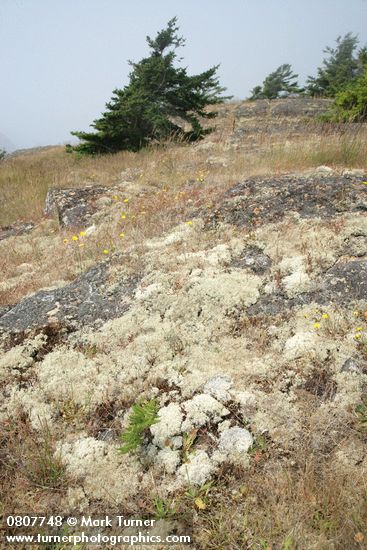 Cladonia portentosa ssp. pacifica; C. arbuscula; Pseudotsuga menziesii