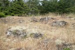 Reindeer Lichens on open rocky slope among grasses w/ Douglas-firs bkgnd