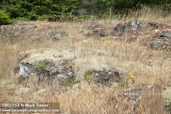 Cladonia portentosa ssp. pacifica