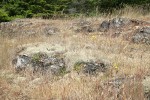 Reindeer Lichens on open rocky slope among grasses