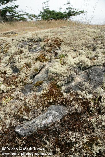 Cladonia portentosa ssp. pacifica