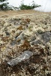 Reindeer Lichens & mosses among rocks