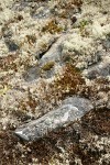 Reindeer Lichens & mosses among rocks