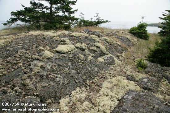 Cladonia portentosa ssp. pacifica; Pseudotsuga menziesii