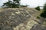 Reindeer Lichens & mosses on rocky bald w/ small Douglas-firs