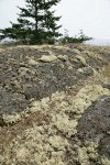 Reindeer Lichens & mosses on rocky bald w/ Douglas-fir