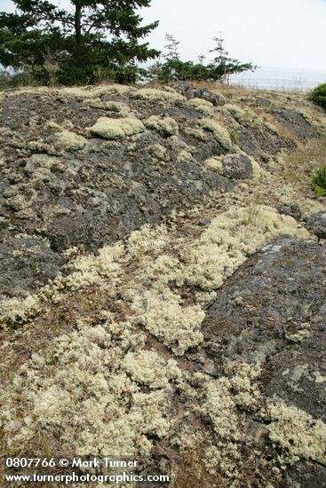 Cladonia portentosa ssp. pacifica