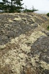 Reindeer Lichens & mosses on rocky bald