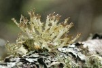 Herre's Ragged Lichen & Shield Lichen on Douglas-fir branch