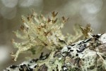 Herre's Ragged Lichen & Shield Lichen on Douglas-fir branch