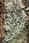 Shield Lichen on Douglas-fir bark