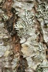 Shield Lichen on Douglas-fir bark w/ Parmeliopsis hyperopta lower right