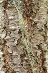Fishnet Lichen on Douglas-fir bark